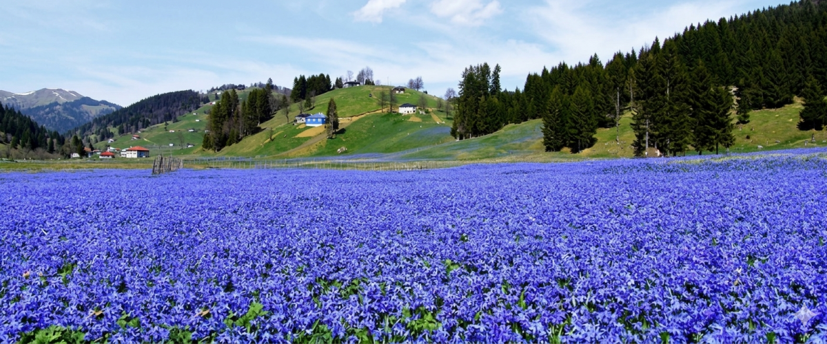 Kadıralak(Mor) Yaylası