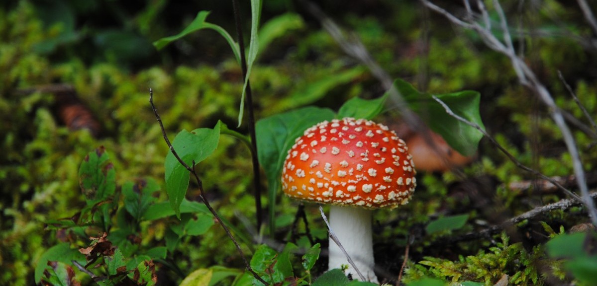 Karadeniz 1001:Rize Çıkışlı 3 Gece 4 Gün (2026)